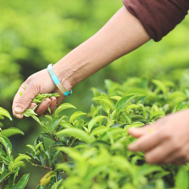 Getzeneara - Himalayan Gunpowder Green Tea